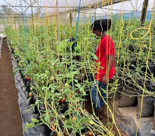 Greenhouse Farms 12 (005)