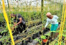 Cameroonian entrepreneur leverages climate-smart greenhouses to stabilize food prices amid hikes