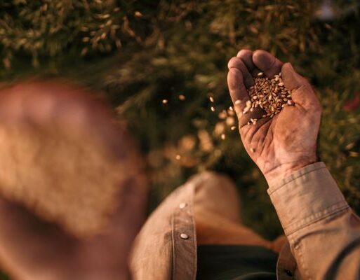Print_Farmer’s hands holding wheat grains (002)