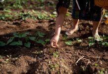 The USA contributes US$50 million to a new multi-donor trust fund addressing climate and food crises hosted by UN’s IFAD