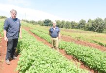 Solynta’s hybrid potato breeding technology poised to unlock smallholders’ production potential in Kenya