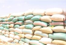 Malawi suspends unmilled maize imports from Kenya and Tanzania, sights necrosis disease