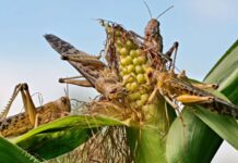 FAO strengthening countries’ capacities in desert locust risk reduction in East Africa and the Middle East