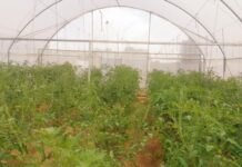 Turkish aid agency installs greenhouses in Somalia to boost vegetables, fruits production all year round