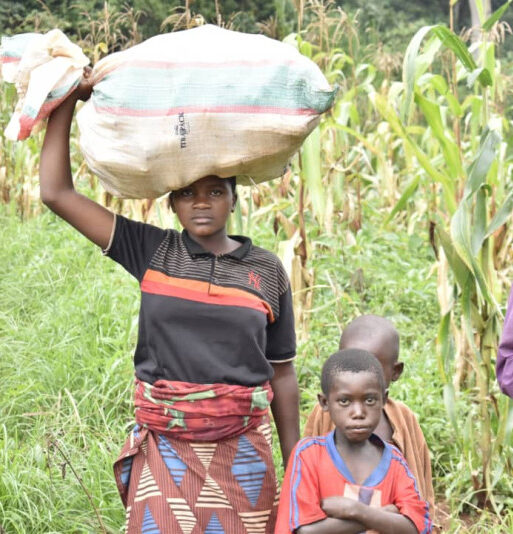 A project beneficiary transporting recently harvested maize
