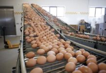 Compassion demands legislators ban cages to underpin industry progress outlined in EggTrack 2023