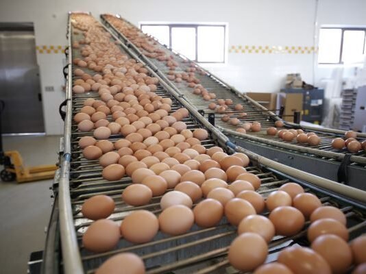 Hatchery trial reveals accuracy differences that change outcomes, report