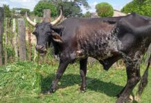 How to beat January disease