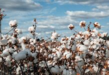 Olam Agri launches global regenerative agriculture programme to offer traceable and sustainably grown cotton