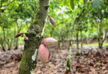 AfDB credit scheme boosts an agro-dealer cocoa farm fertilizer supply tenfold in Côte d’Ivoire