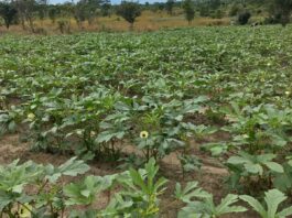 How UN mission is growing hope through prison farms in South Sudan, solving more than just food shortages