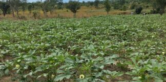 How UN mission is growing hope through prison farms in South Sudan, solving more than just food shortages