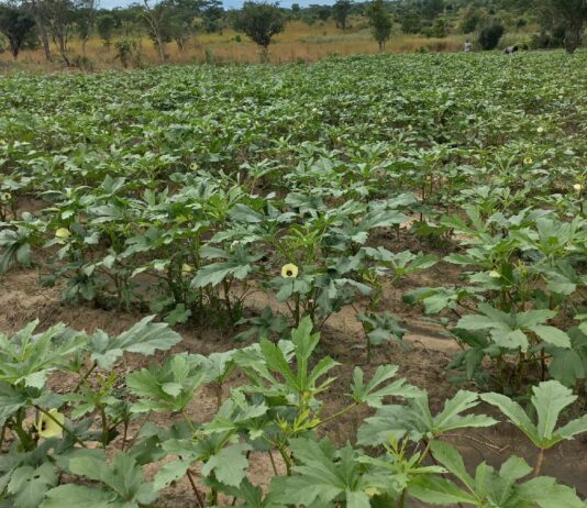 How UN mission is growing hope through prison farms in South Sudan, solving more than just food shortages