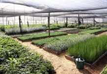 Kenya develops new regulations to enhance quality, access to variety of select seeds