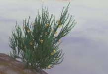 Rooibos enters virtual gaming realm