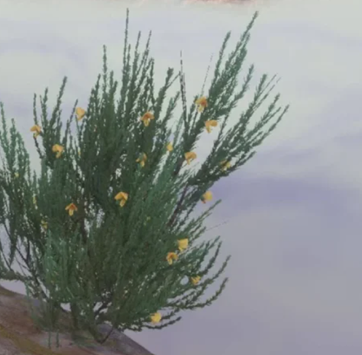 An illustration of what the rare Rooibos shrub looks like in Enshrouded