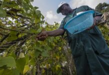 IFAD Member States approve ambitious $2 bn plan to reduce hunger and poverty for 100 million rural people