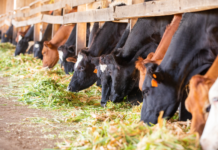 New Cattle Feed Supplement Could Cut Methane Emissions and Boost Dairy Efficiency – Study
