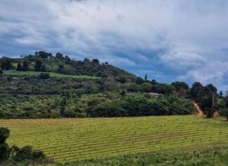 Youth inclusion in land reform is essential to drive real social and economic change