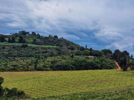 Youth inclusion in land reform is essential to drive real social and economic change