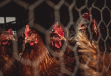 What Are the Most Profitable Livestock for Small Farms?