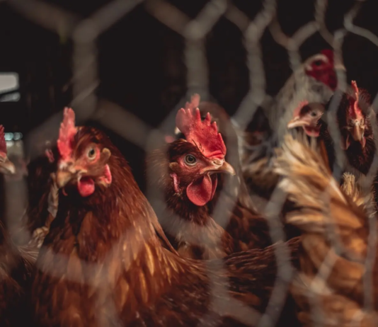 What Are the Most Profitable Livestock for Small Farms?