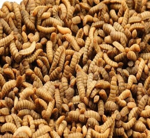 Loopworm Makes a Mark in Sustainable Aquaculture with Global Salmon Feed Exports and Regulatory Approvals