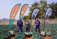 Joint agricultural development project starts third plant cycle after successful second harvest