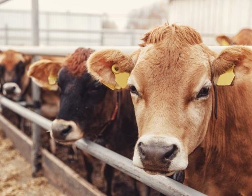 Southern Oil_Canola Meal 1 (002)