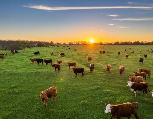 Southern Oil_Canola Meal 2 (002)