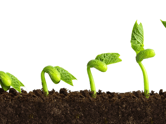 From lab to soil: How biostimulants are changing the game in SA farming