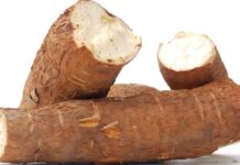 Global cassava research project aimed at boosting production receives US$28M grant from Bill & Melinda Gates Agricultural Innovations