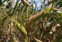 CIMMYT Introduces Seven New Maize Hybrids to Boost Eastern Africa’s Agricultural Resilience