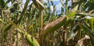 Grain SA warns ,the real crisis this season does not lie only in the fields
