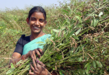 ICRISAT pioneers world’s first pigeonpea speed breeding protocol to boost food security in drylands of Asia and Africa