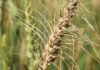 Grain SA calls out 5 missed facts in ITAC wheat tariff decision
