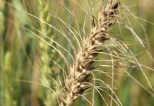Wheat blast fueled by climate change could reduce global production by 13% by mid-century, study