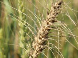 Grain SA calls out 5 missed facts in ITAC wheat tariff decision