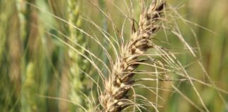 Grain SA calls out 5 missed facts in ITAC wheat tariff decision