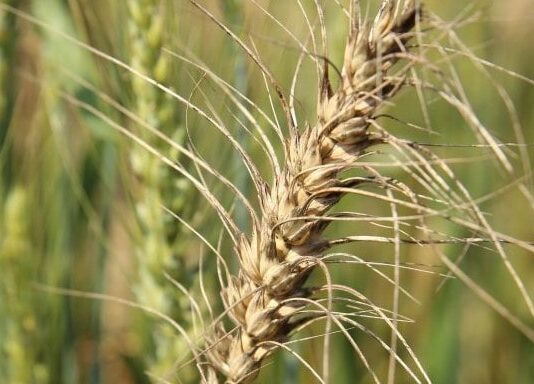 Grain SA calls out 5 missed facts in ITAC wheat tariff decision