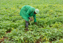 New Report Calls for Bold Action to Avert Food Crisis in Africa