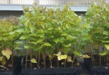 UPM launches new biostimulant product range as a long-term solution for sustainable agriculture