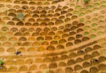 IFAD establishes a new Multi-Donor Funding Facility to support the Joint Sahel Programme.