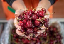 Tomra LUCAi™for InVision2 grading platform boots efficiency and profitability of cherry packing operations