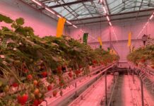 Breaking Boundaries: Continual strawberry yields defy winter dormancy in ground-breaking trial by Grodan and Fluence at Wageningen University & Research