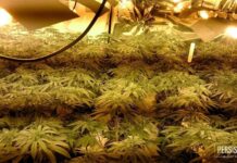 Future Horizon: The Promising Trajectory of the Industrial Hemp Market