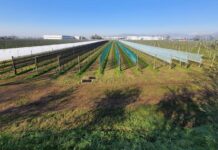 Wine grape protection: 30% increases in production with the new Vigne Plus System®