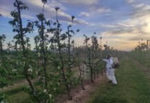 Breakthrough Foliar Biopesticide Targets Fire Blight In Pome Fruit Trees