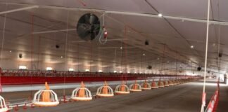 Electron beam technology could help reduce poultry diseases without affecting meat quality
