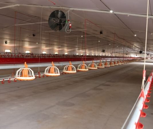 Electron beam technology could help reduce poultry diseases without affecting meat quality